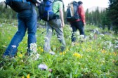 "Group hiking through field of wildflowers" Darryl Leniuk, The Image Bank. n.d. Web. 28 Jul 2013