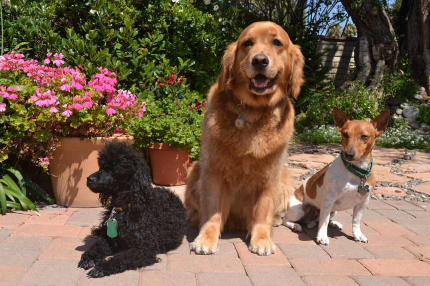 Bear, Katie and Simon. SDW, 2012.